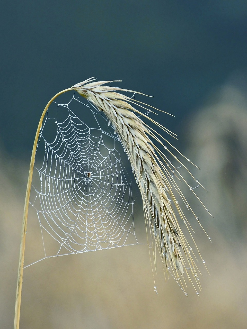cobweb, spider, halm