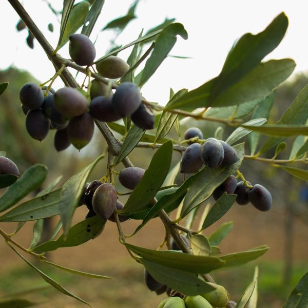 olive, fruit, tree