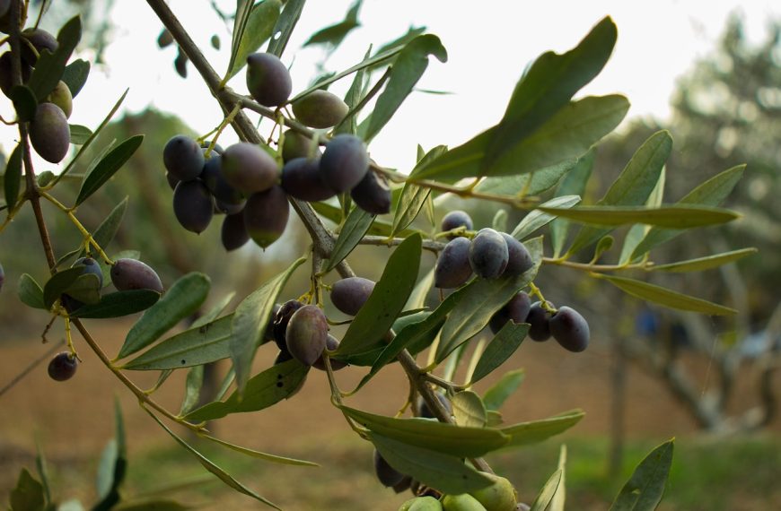 olive, fruit, tree