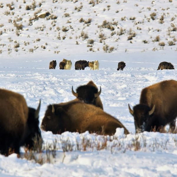 24 yellowstone vuka love bizone