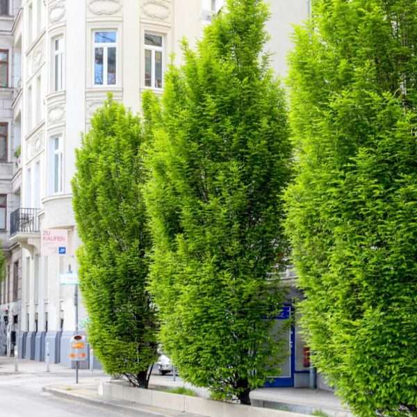 Beč postavlja novi rekord u ozelenjivanju