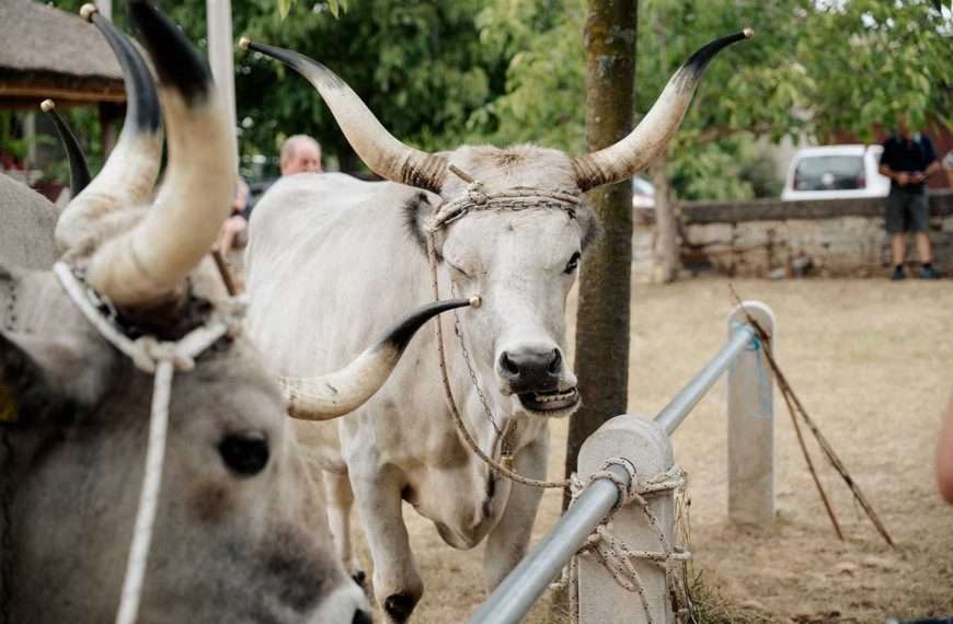 NAJTEŽI BOŠKARIN U HRVATSKOJ ZOVE SE MAROŽIN I TEŽI 1340 KILOGRAMA
