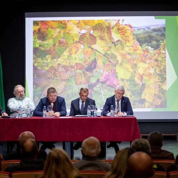 Zlatna žutica ugrožava vinogradarstvo Središnje bregovite Hrvatske