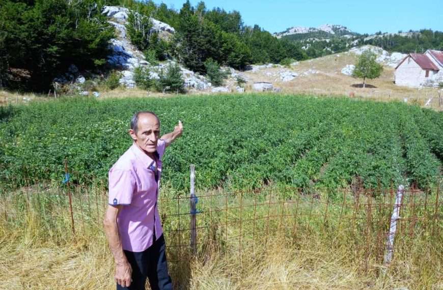 IN MEMORIAM – SAVO (NIKOV) MARTINOVIĆ (1950–2025) STAMEN KAO LOVĆEN BLAG KAO BUKOVA SJENA