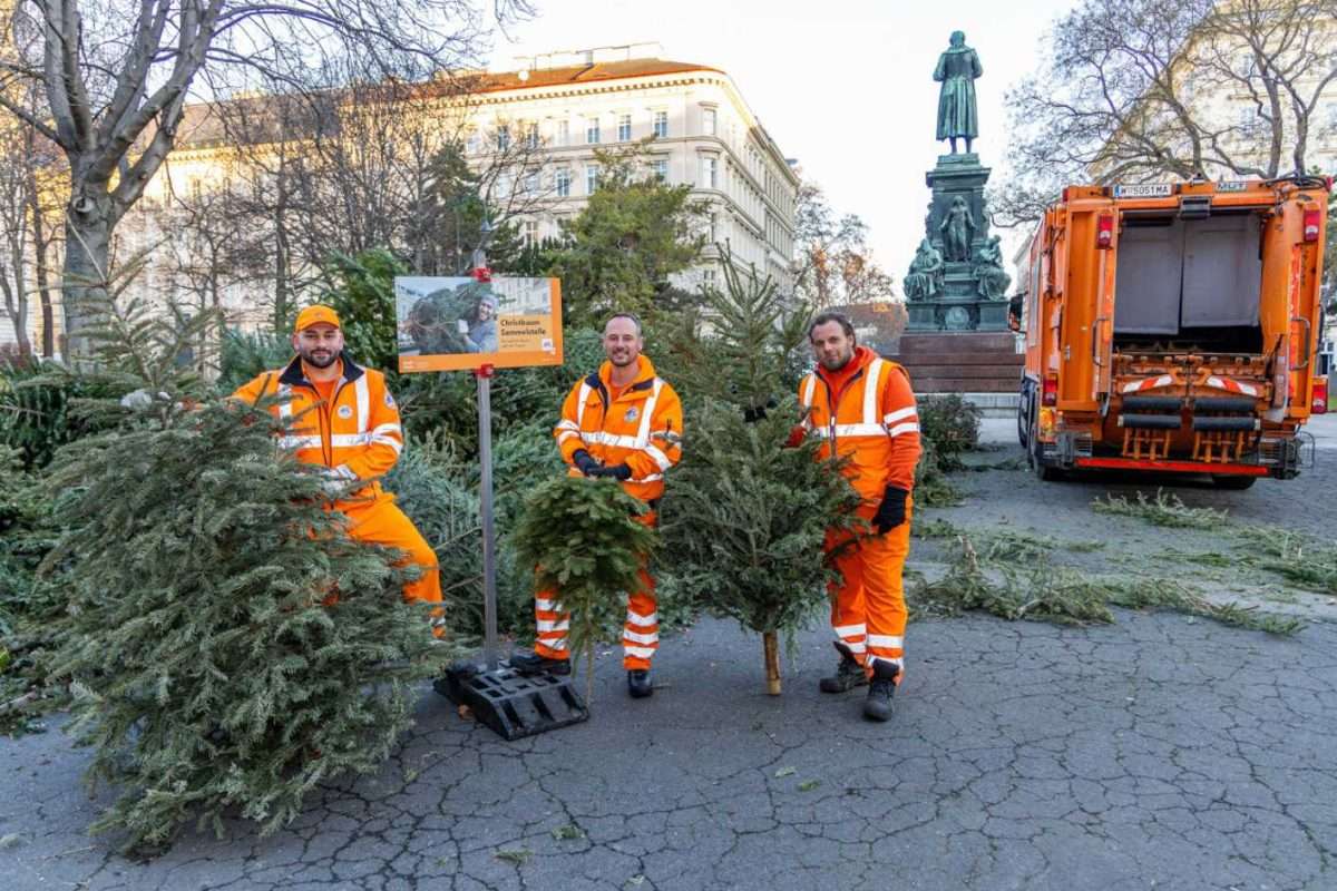 Novi život bečkih božićnih drvaca