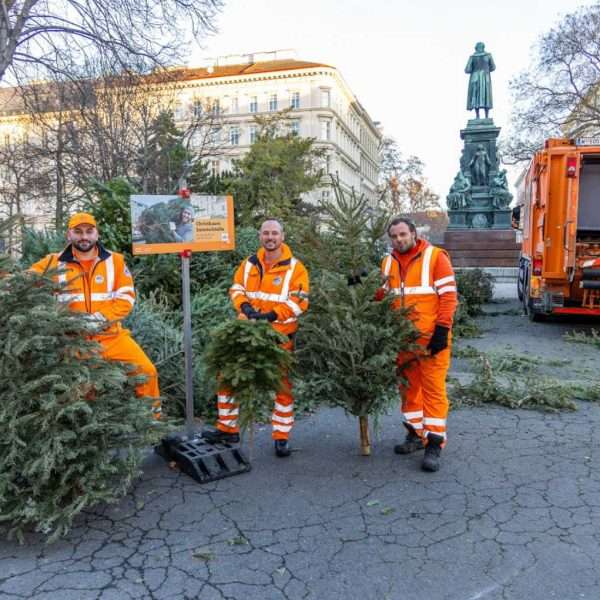 Novi život bečkih božićnih drvaca
