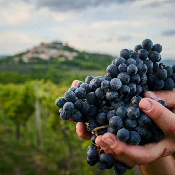 Teran Bertoša najbolji