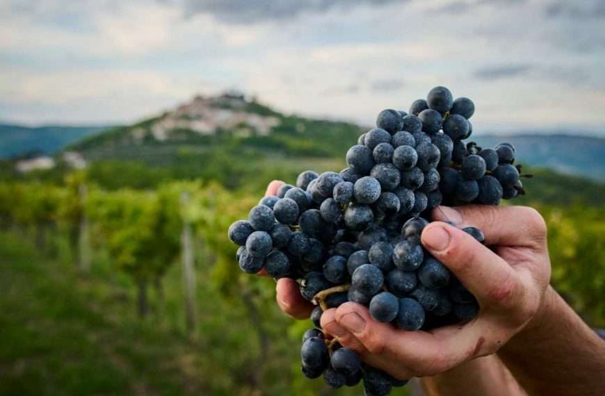 Teran Bertoša najbolji