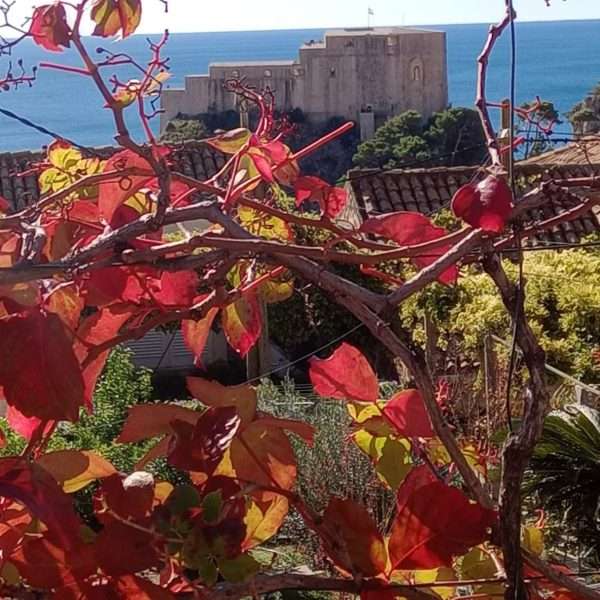 Biljni motivi u opusu fotografija Tea Trostmanna