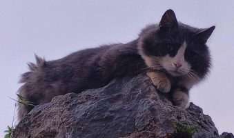Suživot čovjeka i mačke u ciklusu fotografija Tea Trostmanna