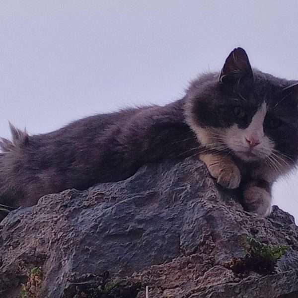 Suživot čovjeka i mačke u ciklusu fotografija Tea Trostmanna
