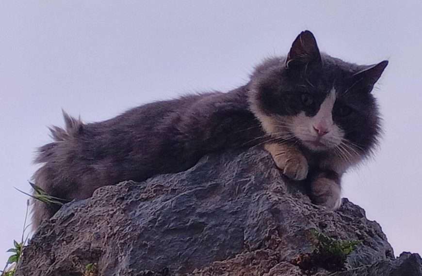 Suživot čovjeka i mačke u ciklusu fotografija Tea Trostmanna