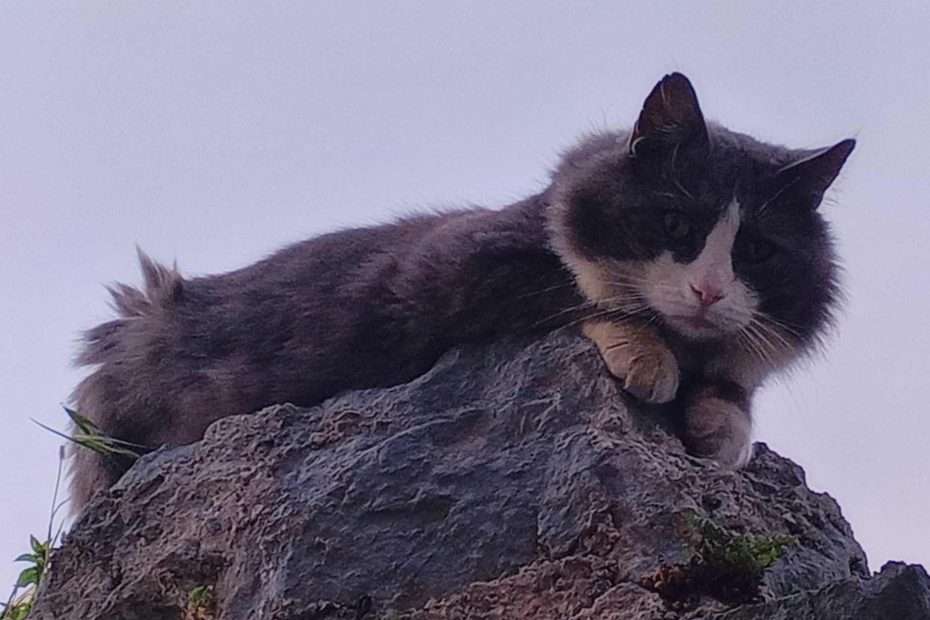 Suživot čovjeka i mačke u ciklus fotografija Tea Trostmanna