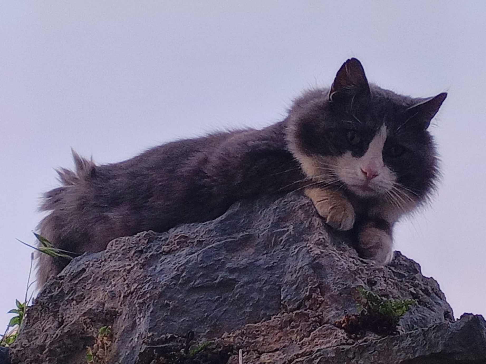 Suživot čovjeka i mačke u ciklusu fotografija Tea Trostmanna