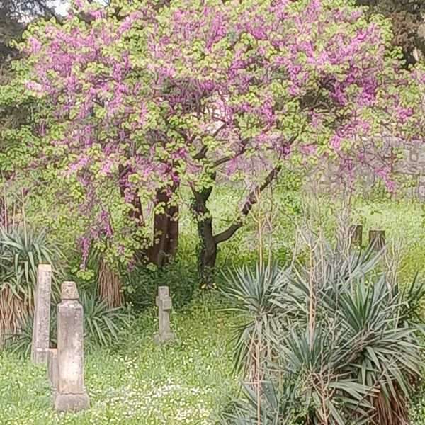 Otmjenost biljnog svijeta u novom ciklusu Tea Trostmanna
