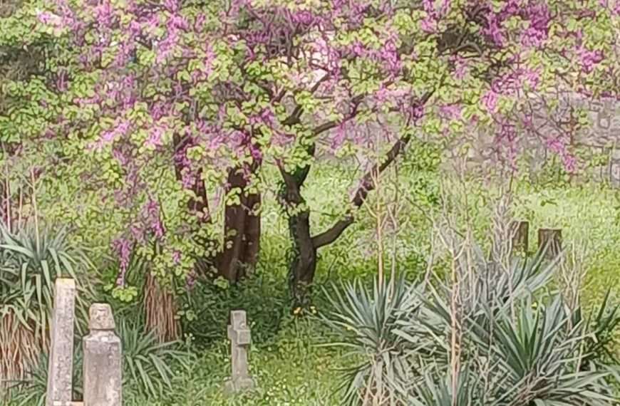 Otmjenost biljnog svijeta u novom ciklusu Tea Trostmanna