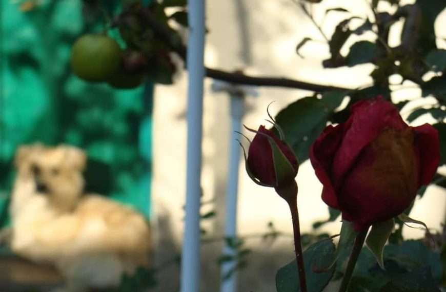 Selo koje ima internet, doktora, dućan, školu, igralište… i svejedno ostaje selo