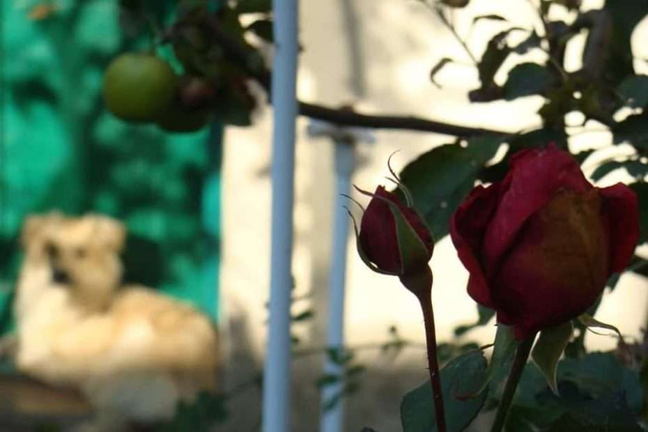 Selo koje ima internet, doktora, dućan, školu, igralište… i svejedno ostaje selo