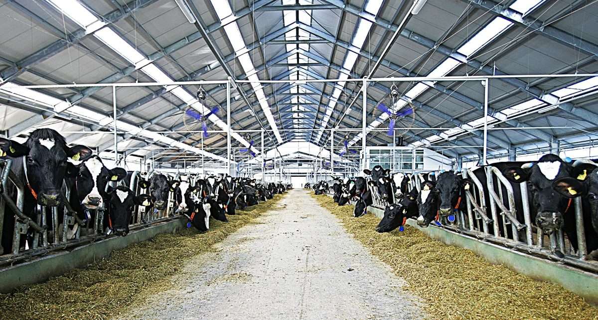 belje farma topolik foto podravkagrupa.com