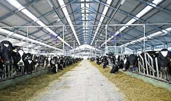 belje farma topolik foto podravkagrupa.com