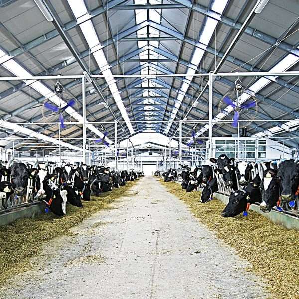 belje farma topolik foto podravkagrupa.com