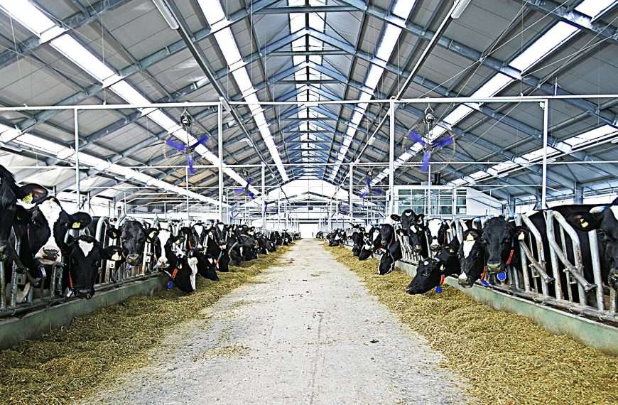 belje farma topolik foto podravkagrupa.com