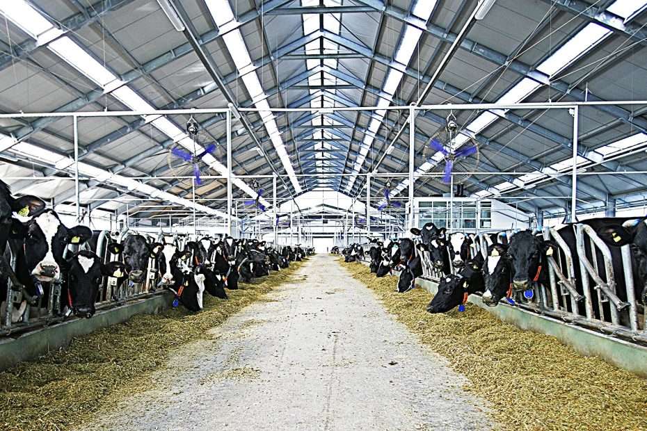 belje farma topolik foto podravkagrupa.com