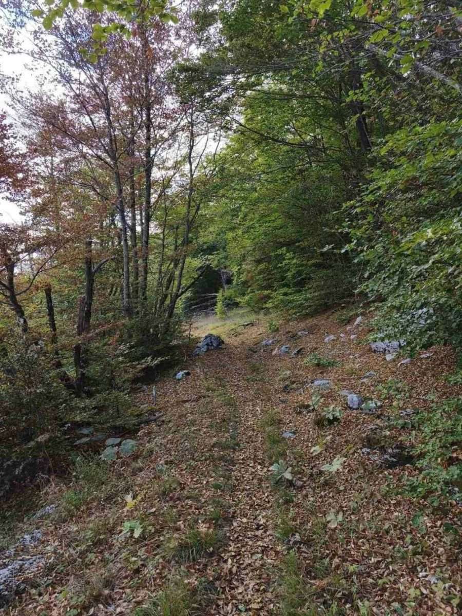 očišćena dionica nekadašnje pastirske, planinarske, vojne i botaničarske staze koja je povezivala krstac i lovćen. foto božidar proročić.