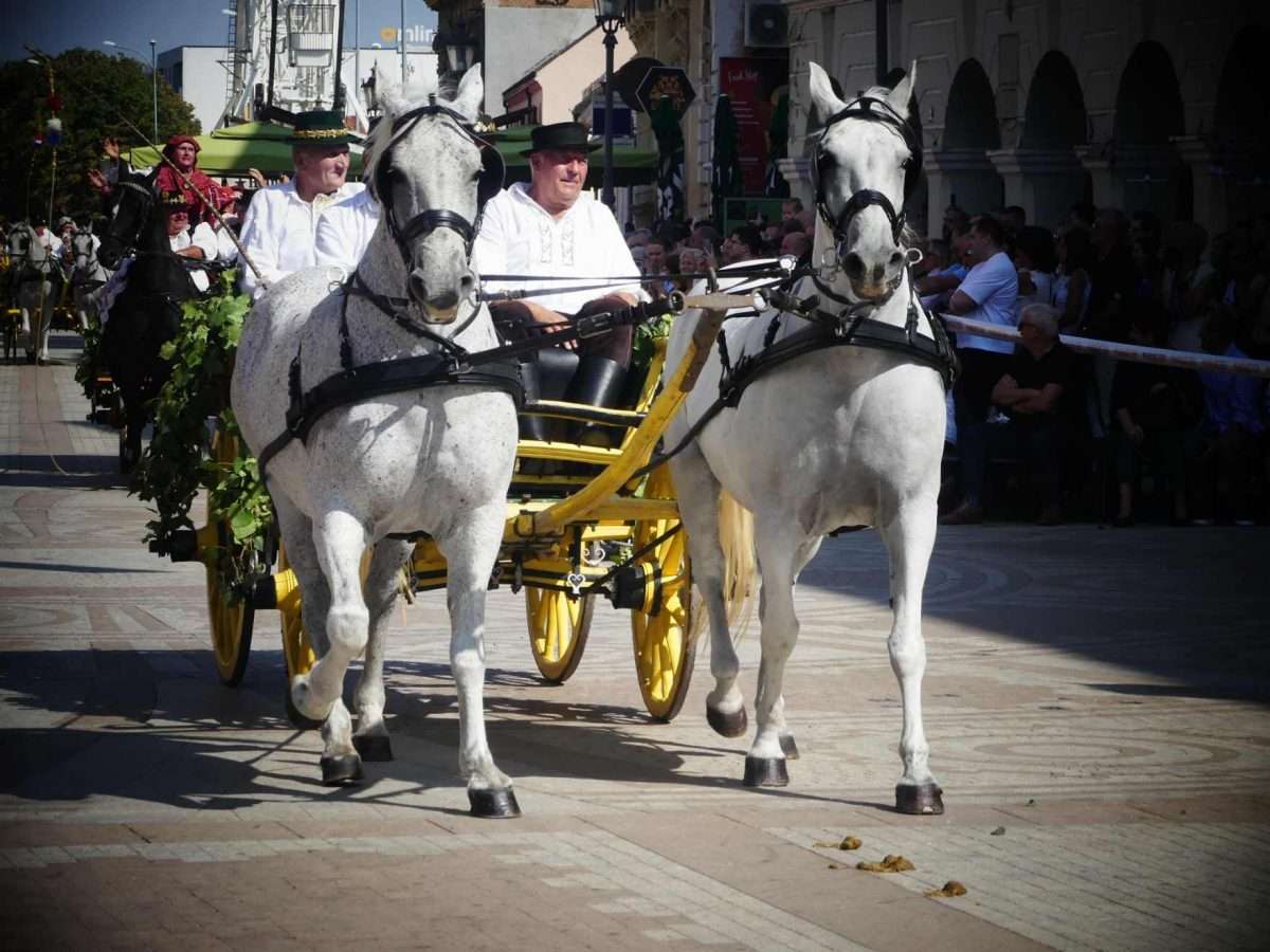 rujan bez jeseni nezamisliv je u vinkovcima (14)