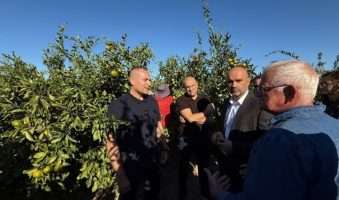 u opuzenu berba mandarina