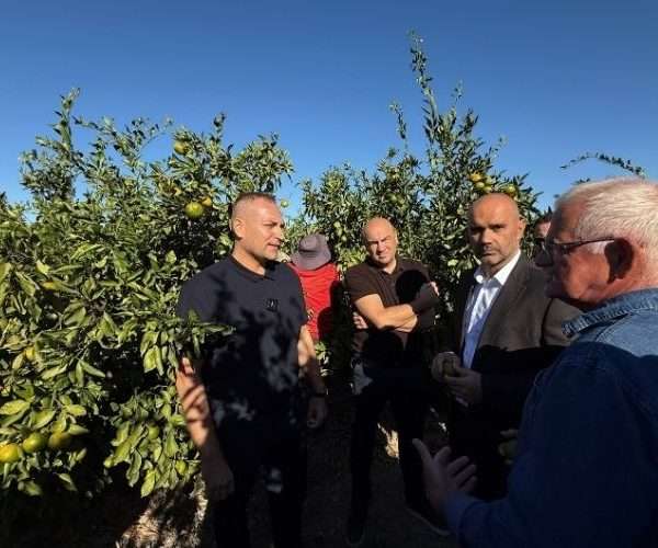 u opuzenu berba mandarina