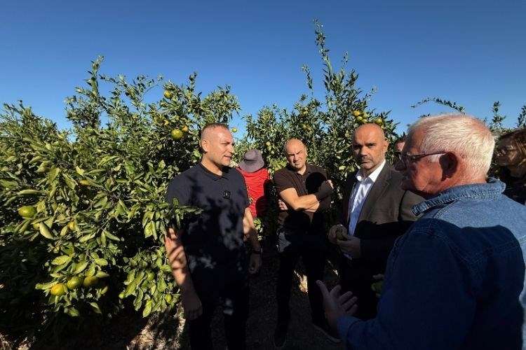 u opuzenu berba mandarina