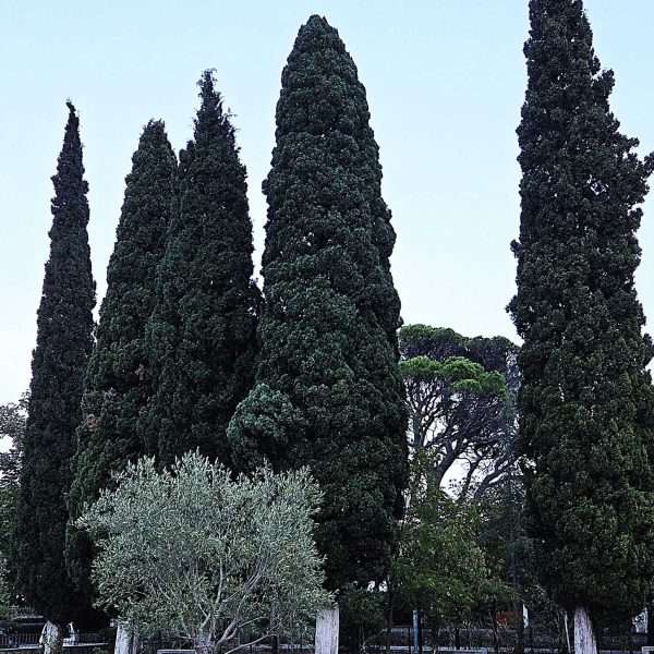 T. M. Bilosnić: MEDITERAN