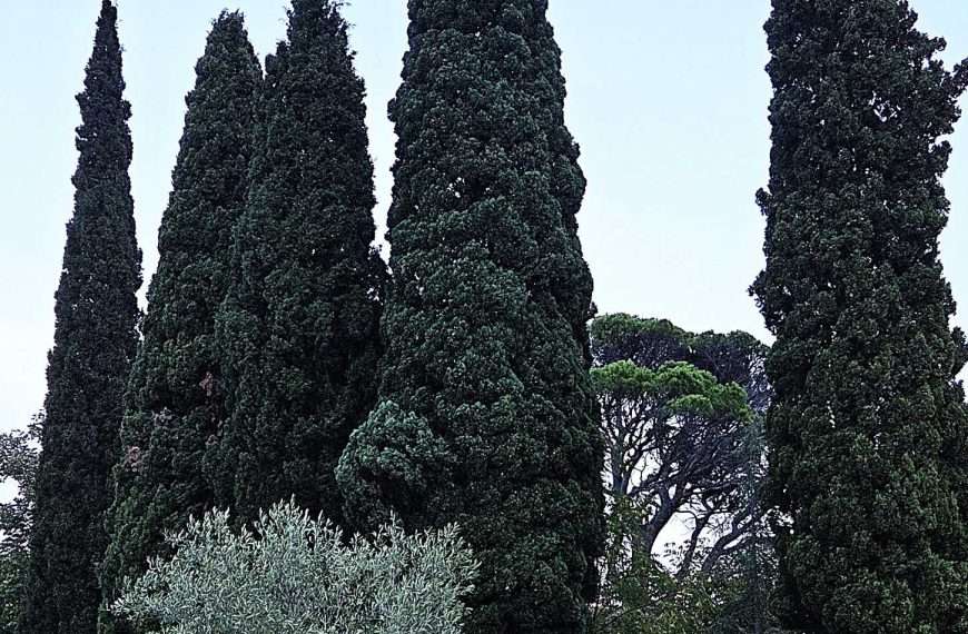 T. M. Bilosnić: MEDITERAN