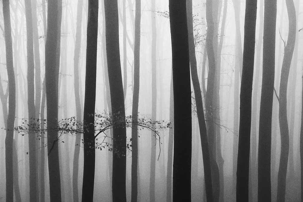 Mystical Forest I